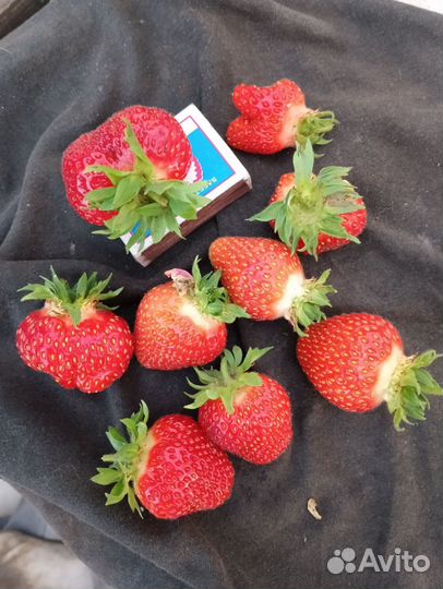 Рассада клубники