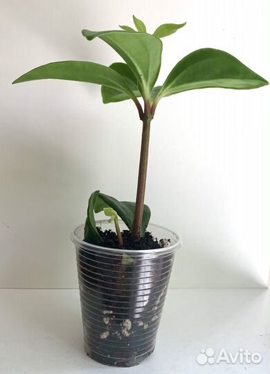 Пеперомия Перескиелистная