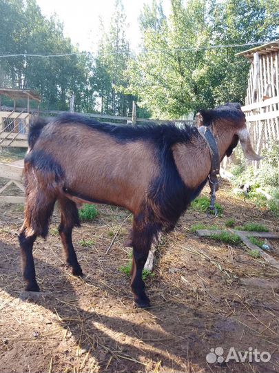 Козел на вязку и продажу,дойная коза