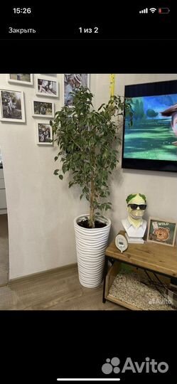 Фикус бенджамина