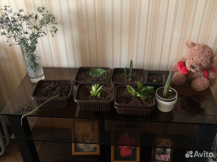 Комнатные растения