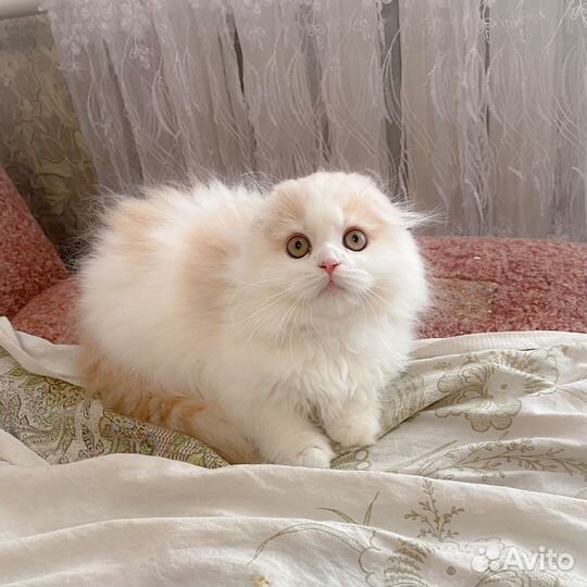 Шотландский котенок