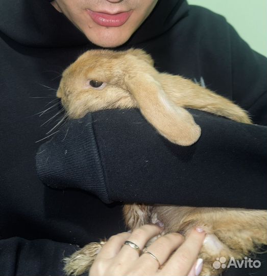 Декоративные кролики вислоухий баран