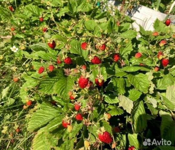 Ремонтантная земляника саженцы