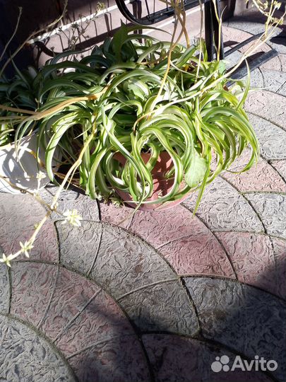 Хлорофитум кучерявый. привезу