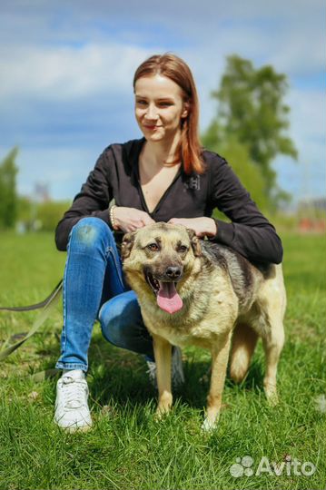 Приютите собаку из приюта