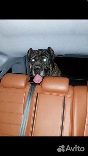 Документы на выезд животным. Доставка