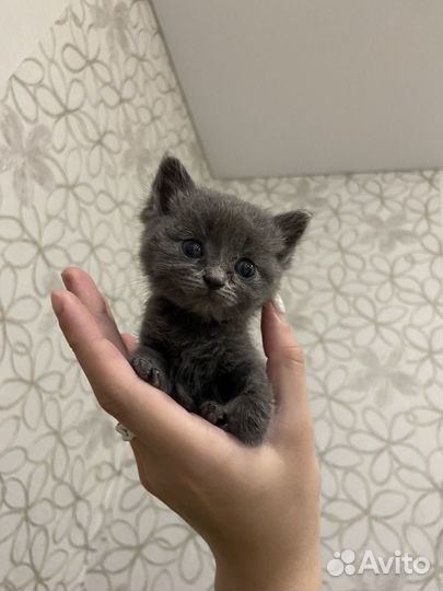 Продам котят трехцветные