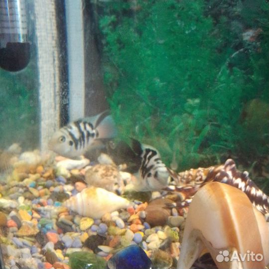 Мальки сапфирового попугая