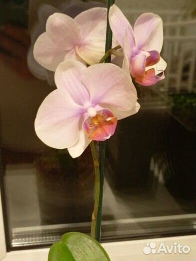 Орхидея
