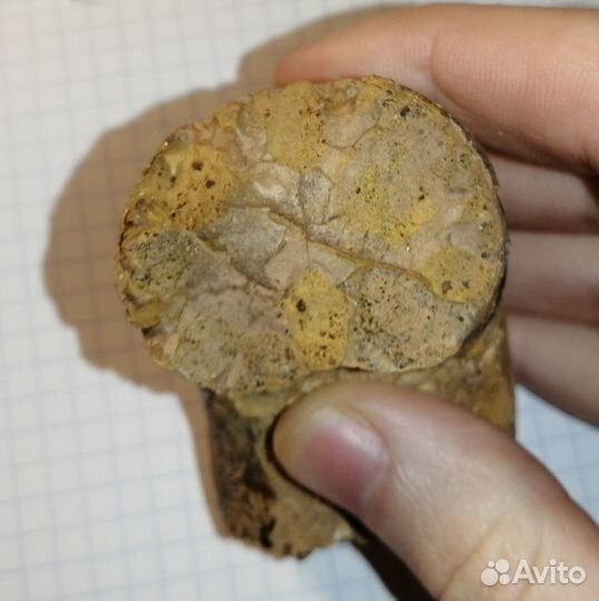 Фрагмент аммонита (biаsaloceras)