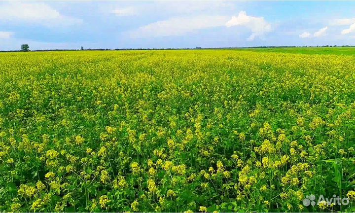 Семена горчицы