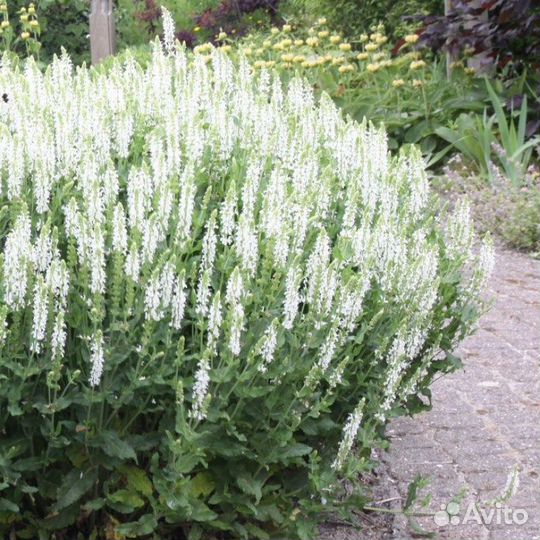 Иссоп, редкие сорта, семена