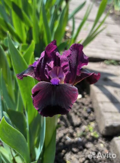 Ирисы карликовые