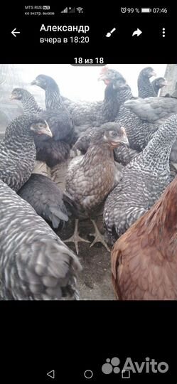 Курица молодка