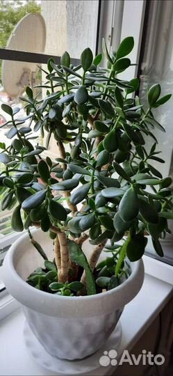 Красула толстянка