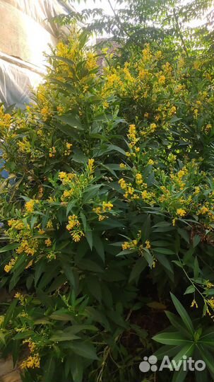 Цеструм ночной жасмин