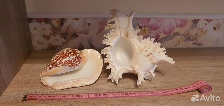 Морские ракушки раковины