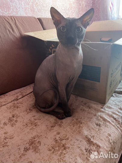Котята донского сфинкса