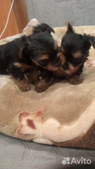 Йоркширский терьер мини