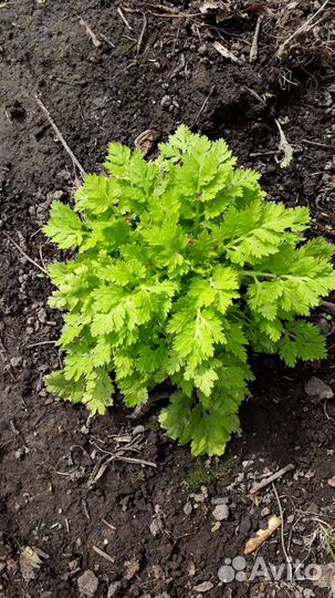 Пиретрум-ромашка