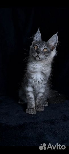 Котята мейн-кун