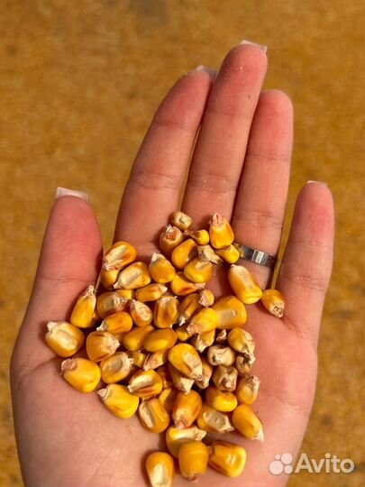Кукуруза