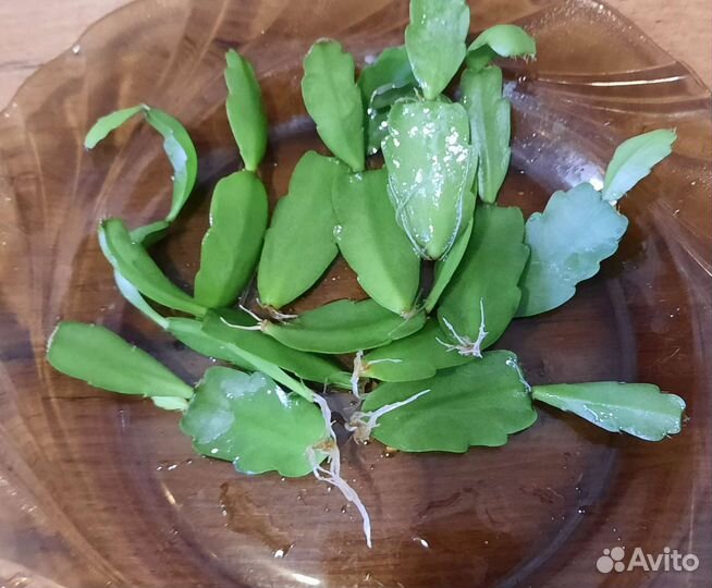 Декабрист. Шлюмбергера. Розовый