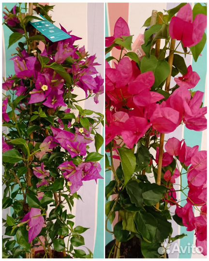 Бугенвиллия взрослые кусты
