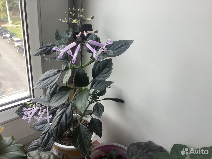 Домашняя сирень