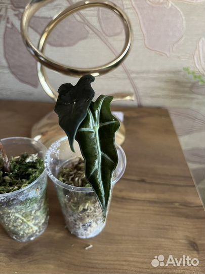 Алоказия сандериана