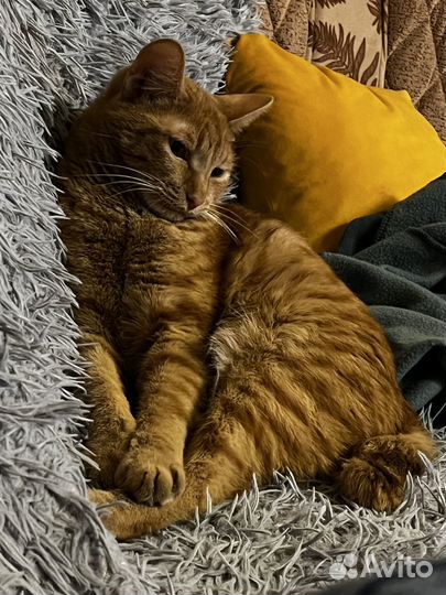 Отдам кота в добрые заботливые руки