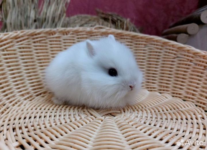 Декоративные кролики