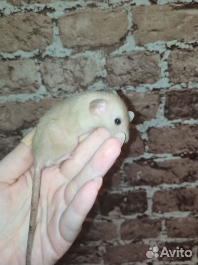 Крыса - ушастое трио