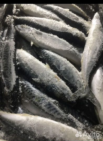 Скумбрия свежемороженая 300-600