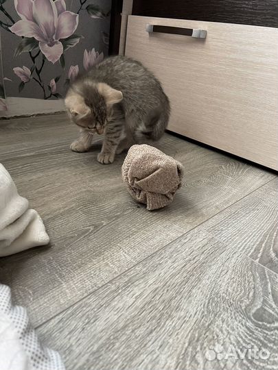 Шотланский прямоухий котенок серый