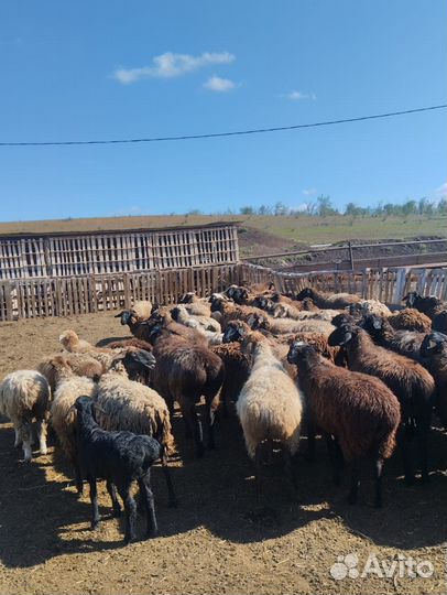 Курдючные бараны овцы