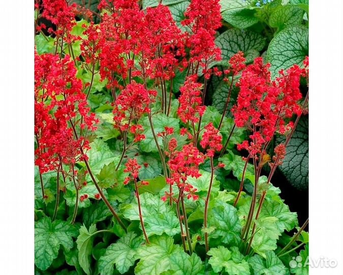 Гейхера кроваво-красная Coral Forest