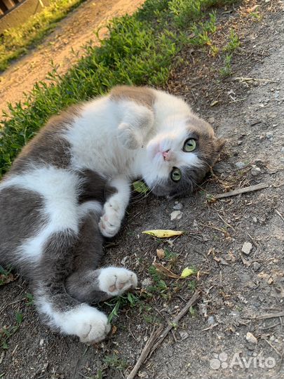 Вислоухая кошка в добрые руки