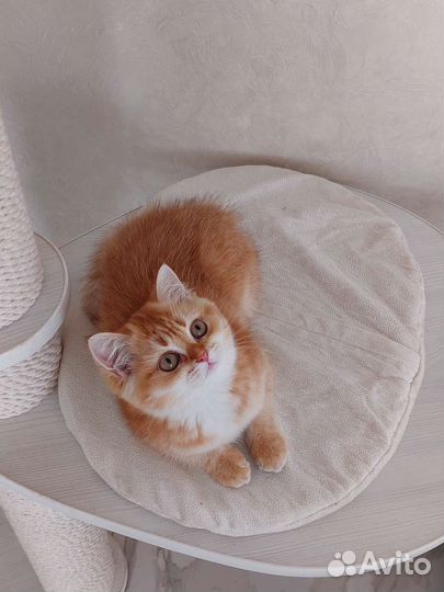 Британская девочка,шоколадное золото