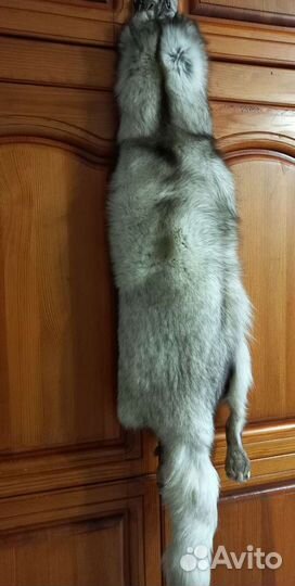 Шкурка песца