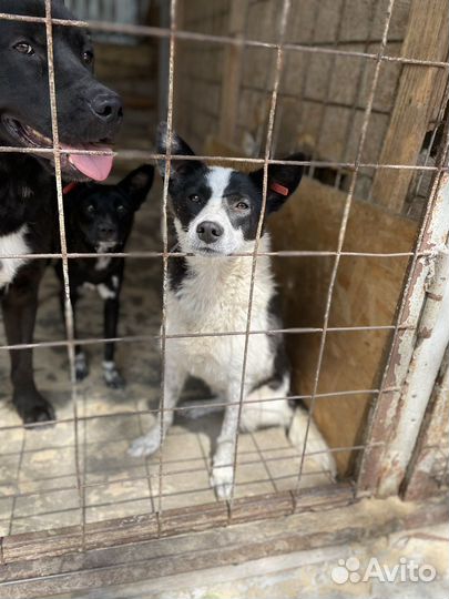 Собака в добрые руки