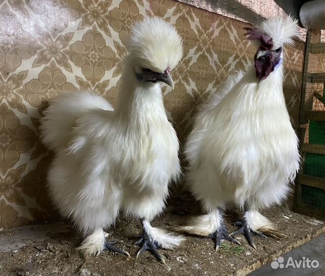 Яйцо инкубационное Китайская шелковая курица
