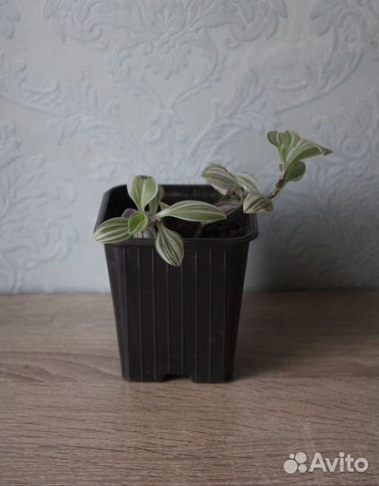 Традесканция