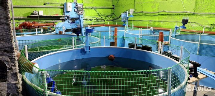 Узв для разведения рыбы