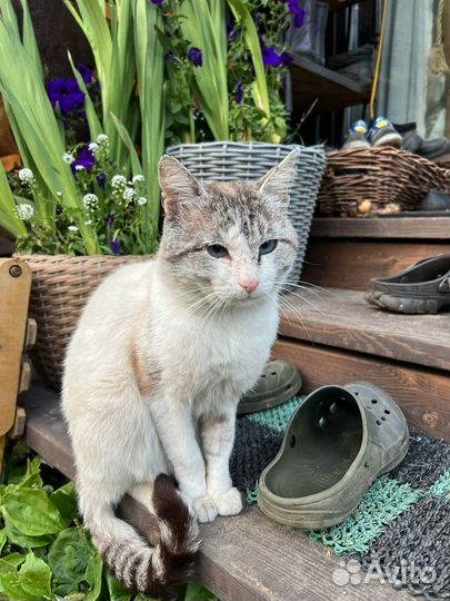 Кот в добрые руки