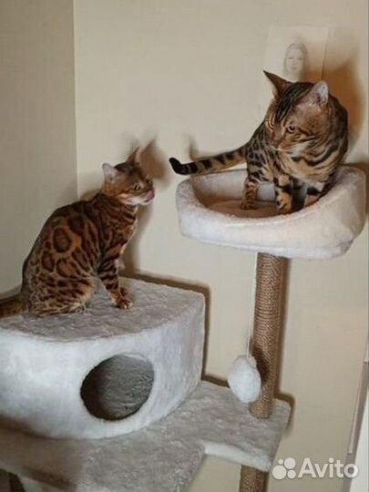 Бенгальский кот, вязка