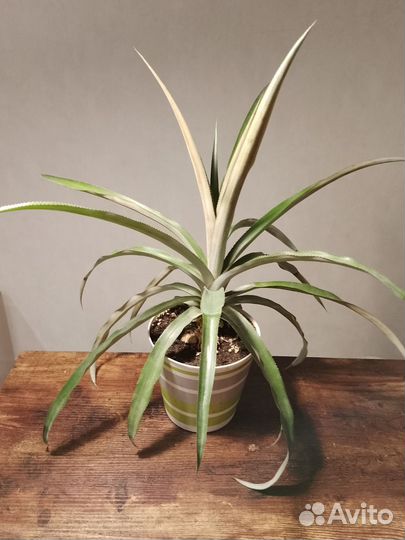 Ананас растение