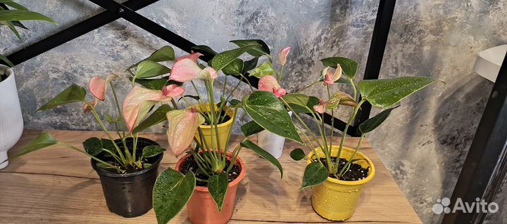 Антуриум микс