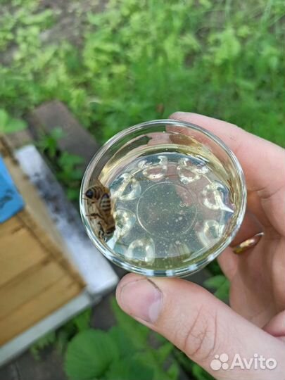 Мед очень вкусный